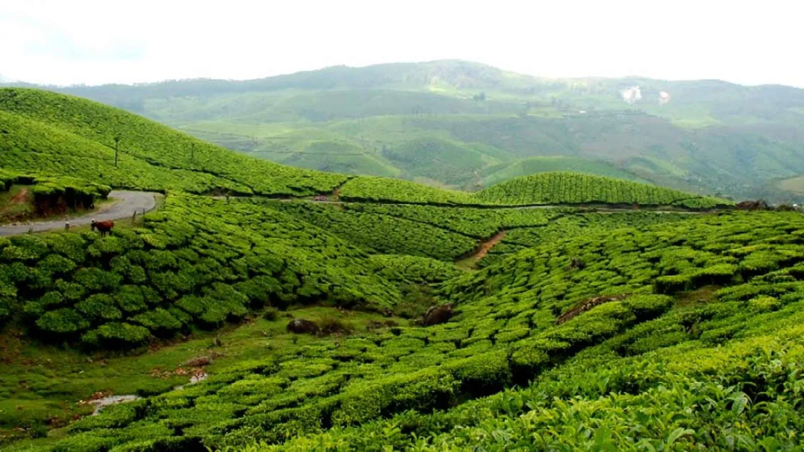 kerala summer vacation | Kerala Top 5 Hill Stations | kerala famous tourist places | munnar hill stations | best summer vacation destination in kerala