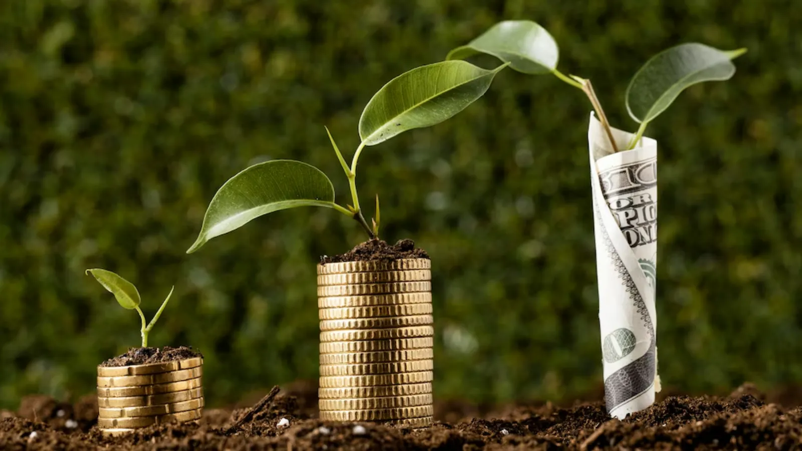 Mutual Fund scheme | Mutual Fund investmet | mf direct plan | mf regular plan | best mutual funds scheme