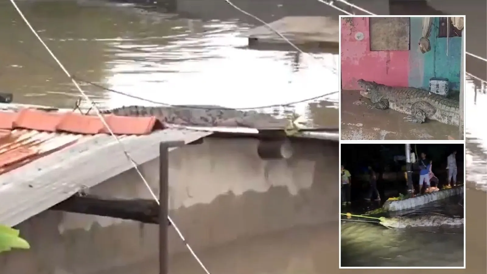 Crocodile On Vadodara Rooftop: પૂરની સ્થિતિ વચ્ચે વડોદરામાં મગરોનું રાજ