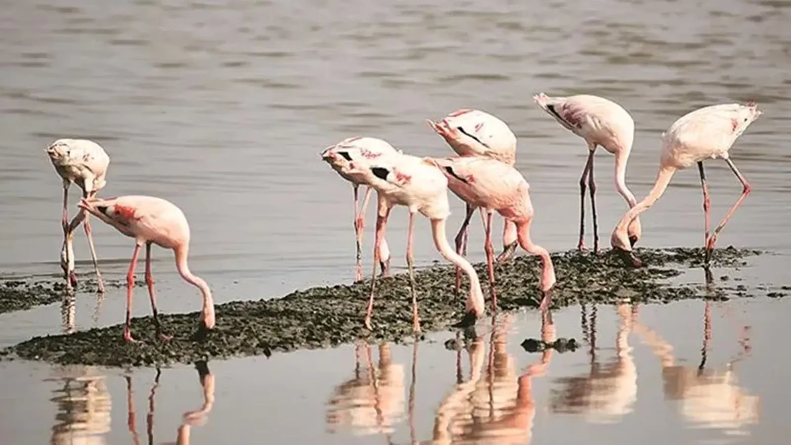 Biodiversity Heritage Site, Kutch, Gujarat