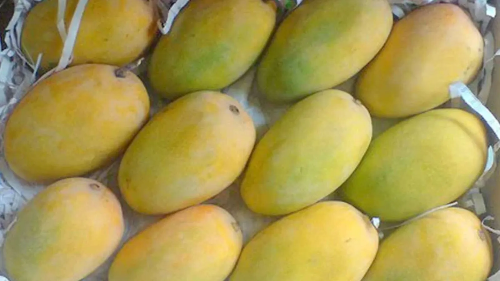 Kesar mango, કેસર કેરી