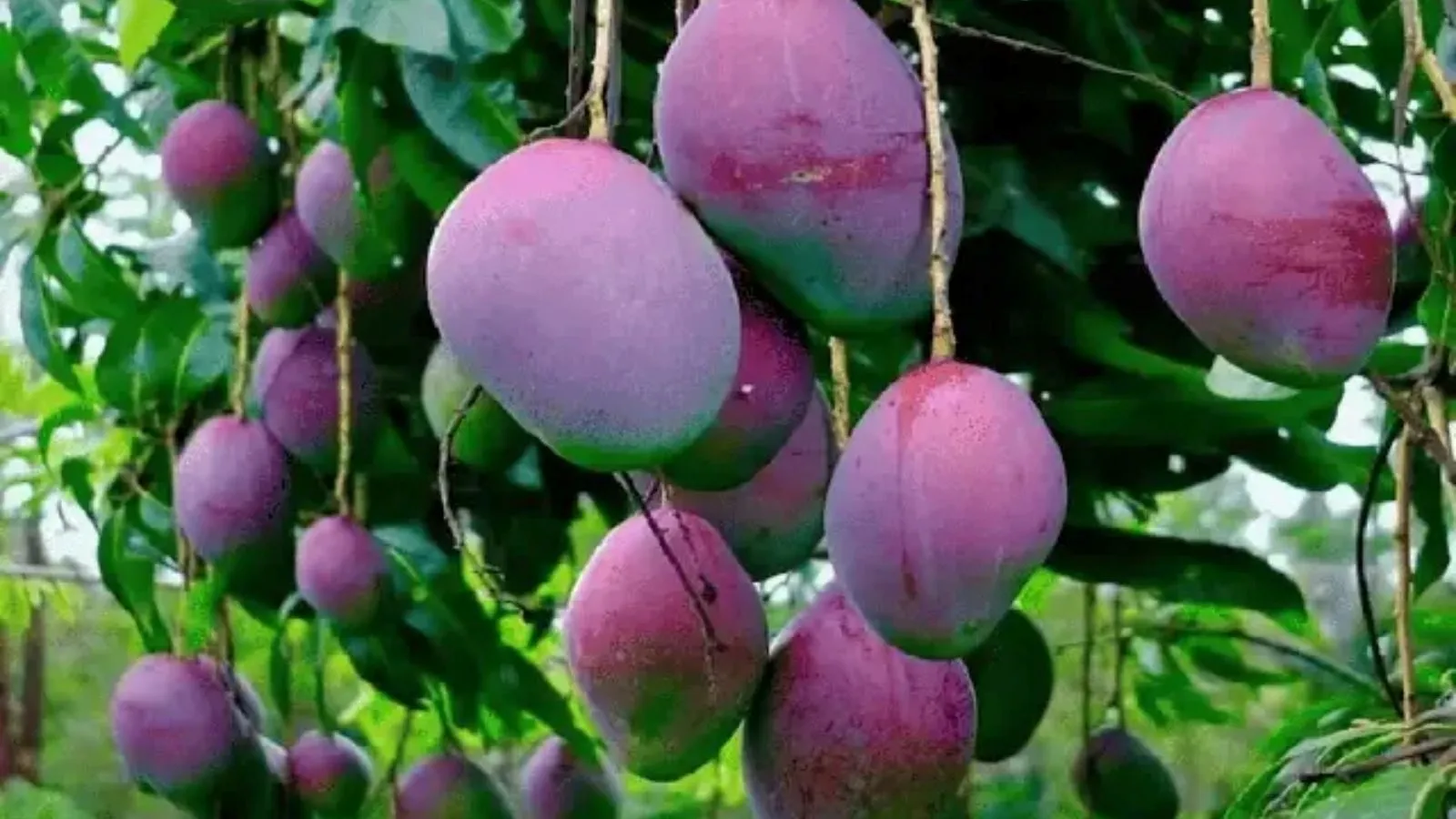 most expensive mangoes sold in India, Miyazaki mango