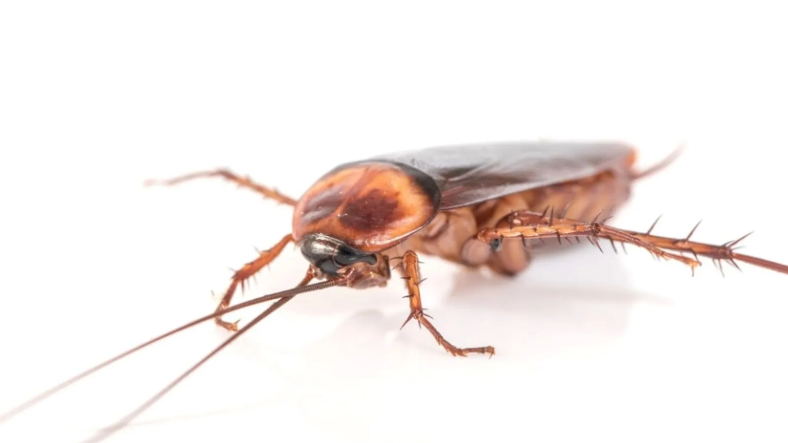 getting rid of cockroaches