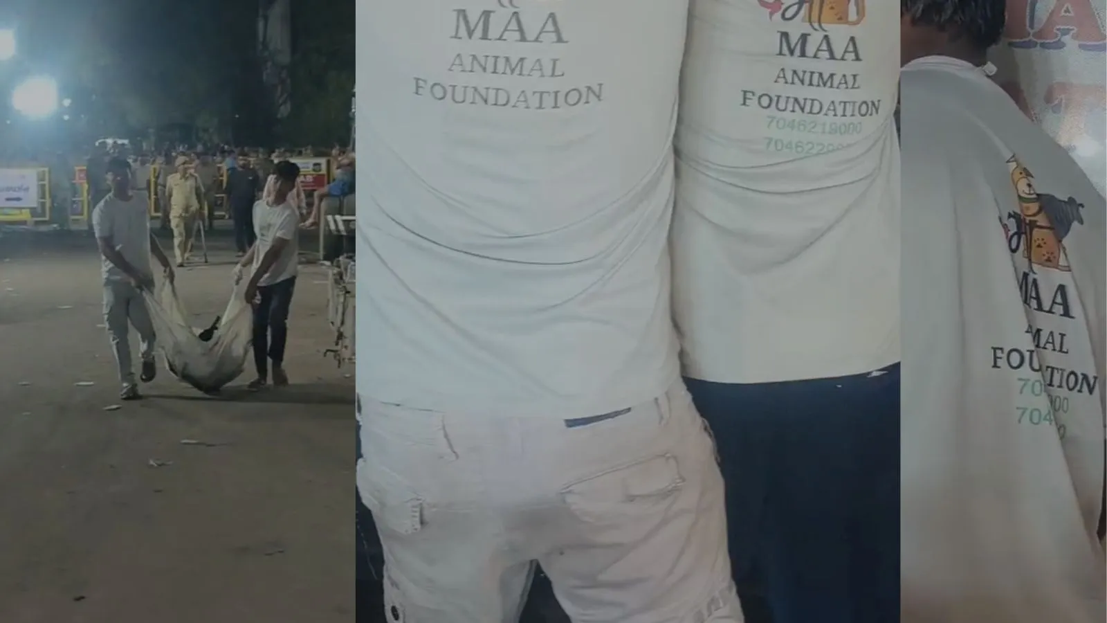 Animals and birds die, વિમાન દુર્ઘટનામાં પશુ-પક્ષીઓના મોત