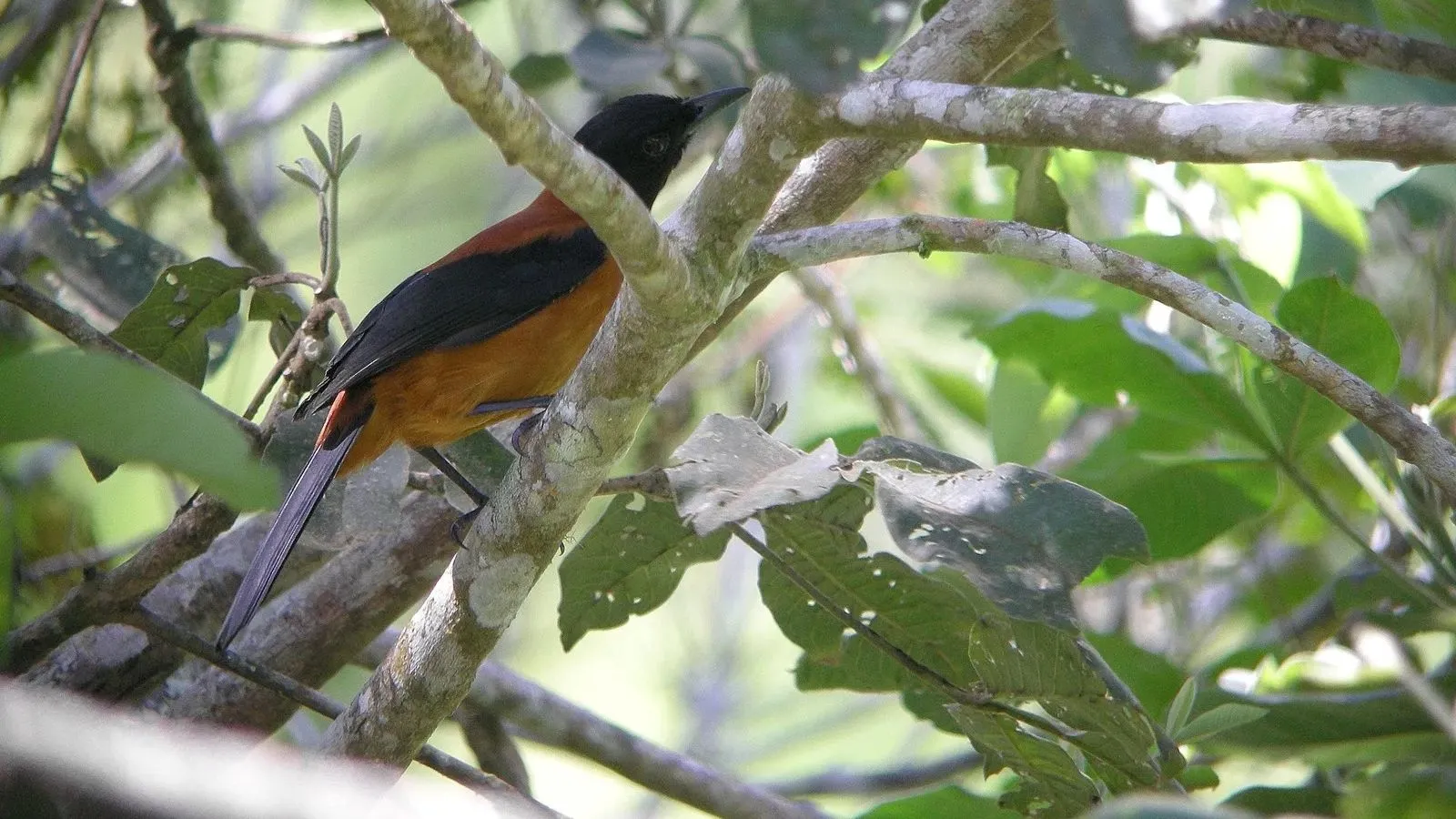 Hooded Pitohui