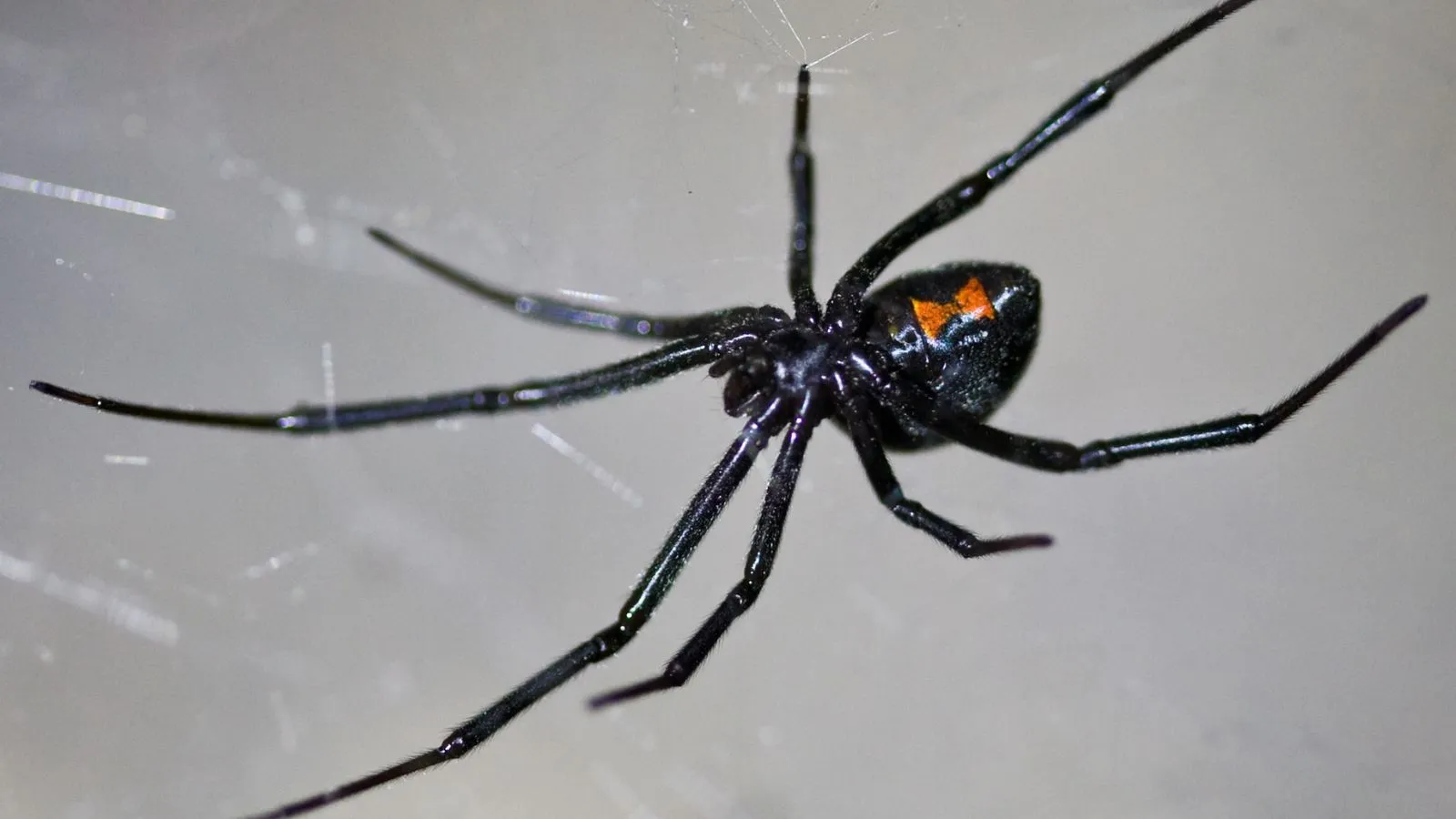 Black Widow Spider
