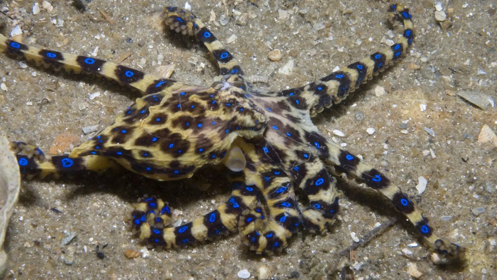 Blue Lined Octopus
