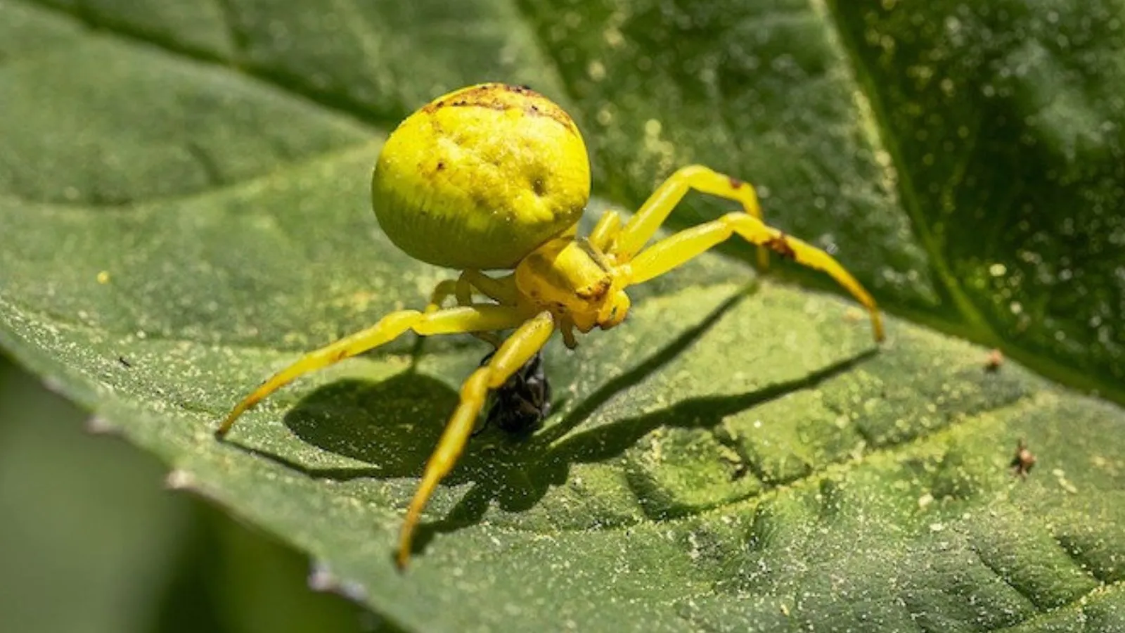 Crab Spiders