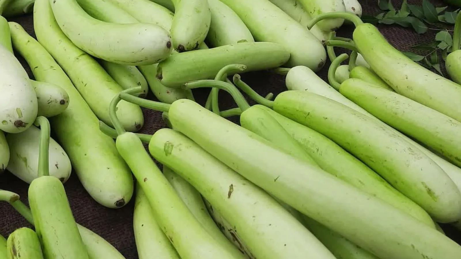 દૂધી | bottle gourd