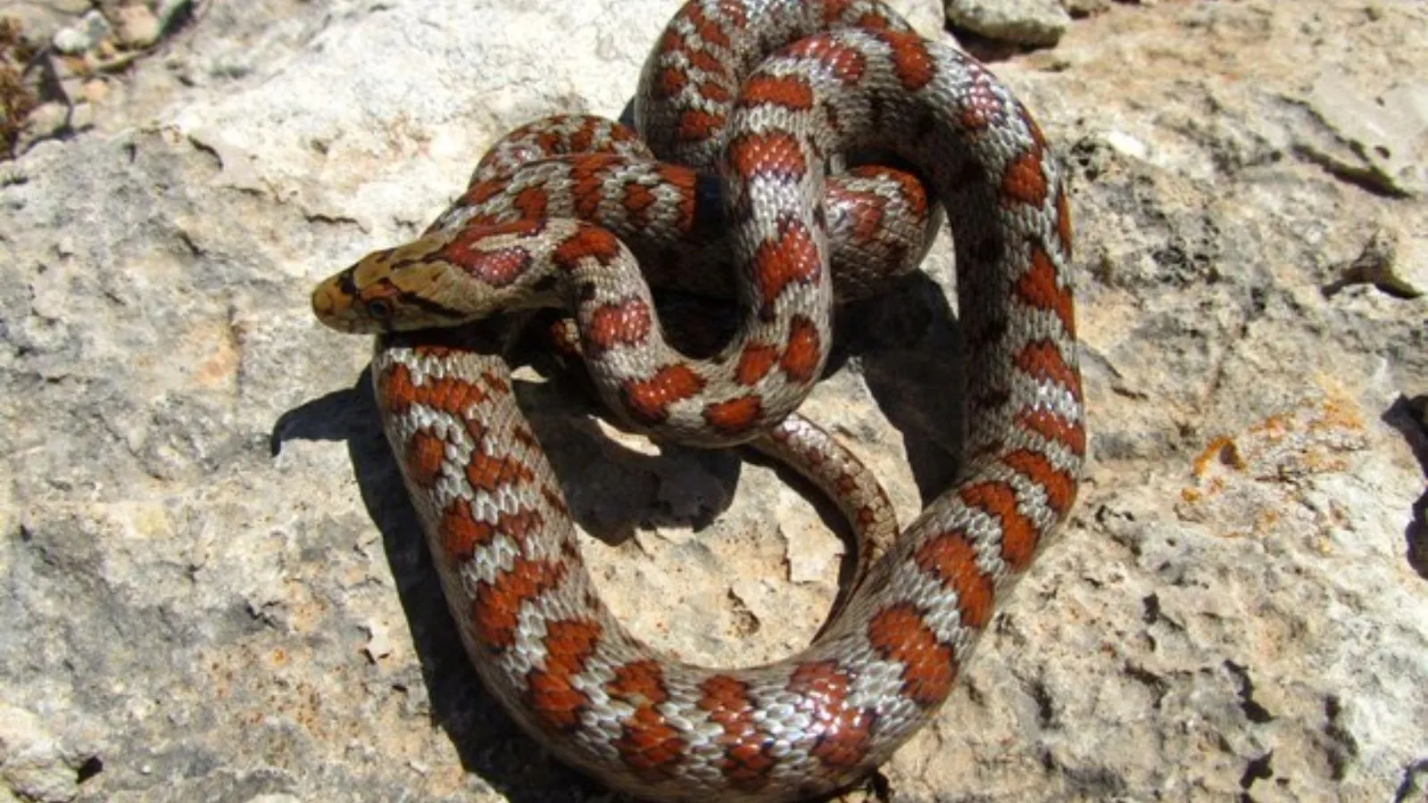 snake hunting habits, what can snakes eat