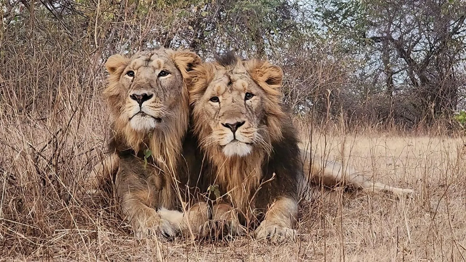 Gujarat Lion, Junagadh Lion Jay and Viru