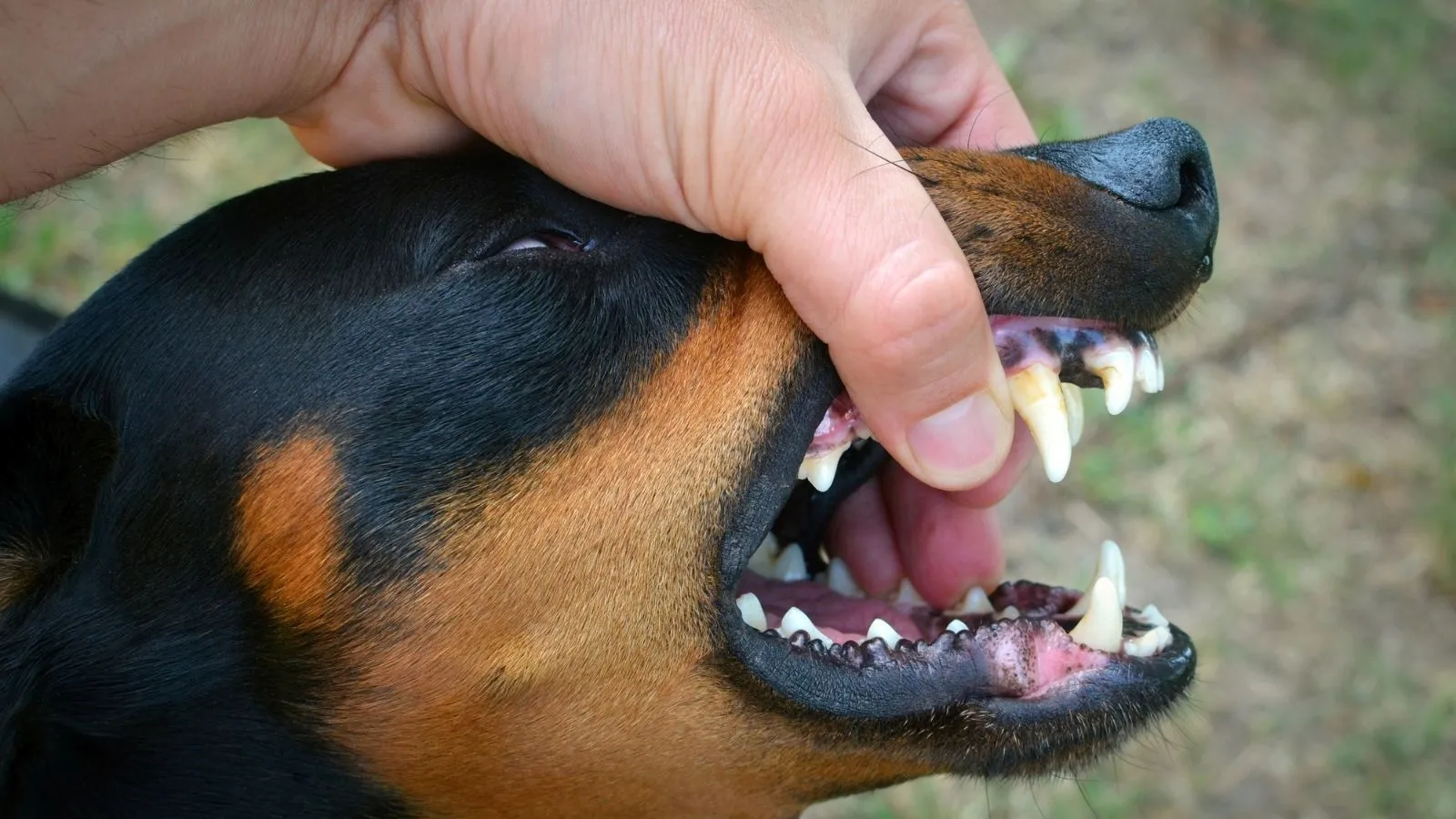 Death By Rabies, rabies symptoms in dogs