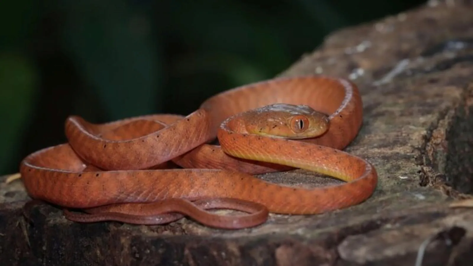 misconceptions about snakes