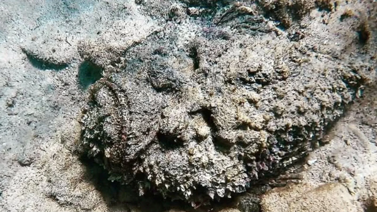 weird fish, most poisonous fish