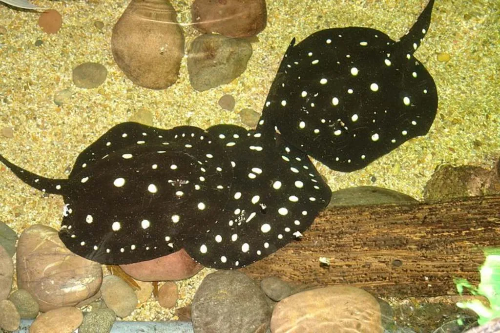 Polka Dot Stingray | Most Expensive Aquarium Fish in world