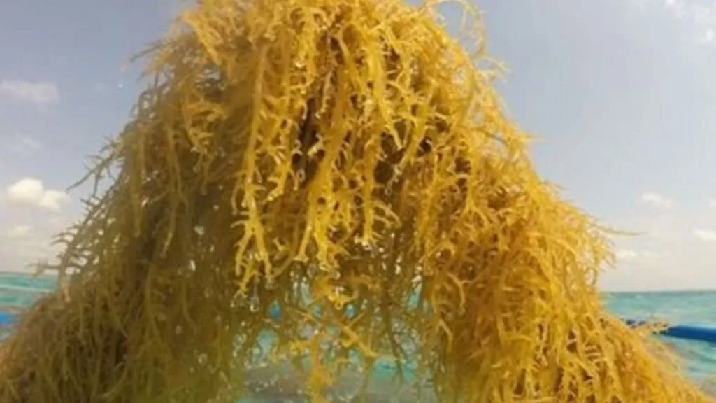 14 tonnes of seaweed cultivated in Kutch