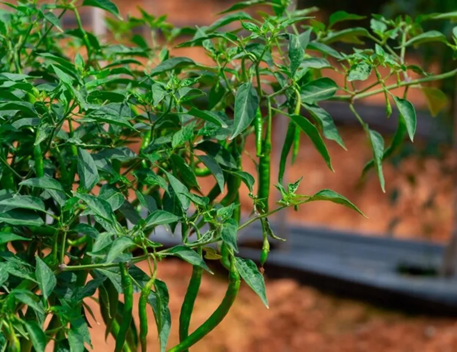 Greenchilli Plant Organic Fertilizer