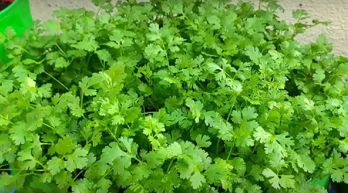 Coriander leaves