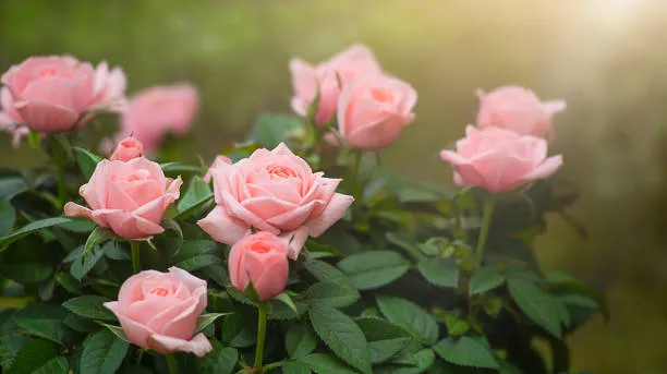rose