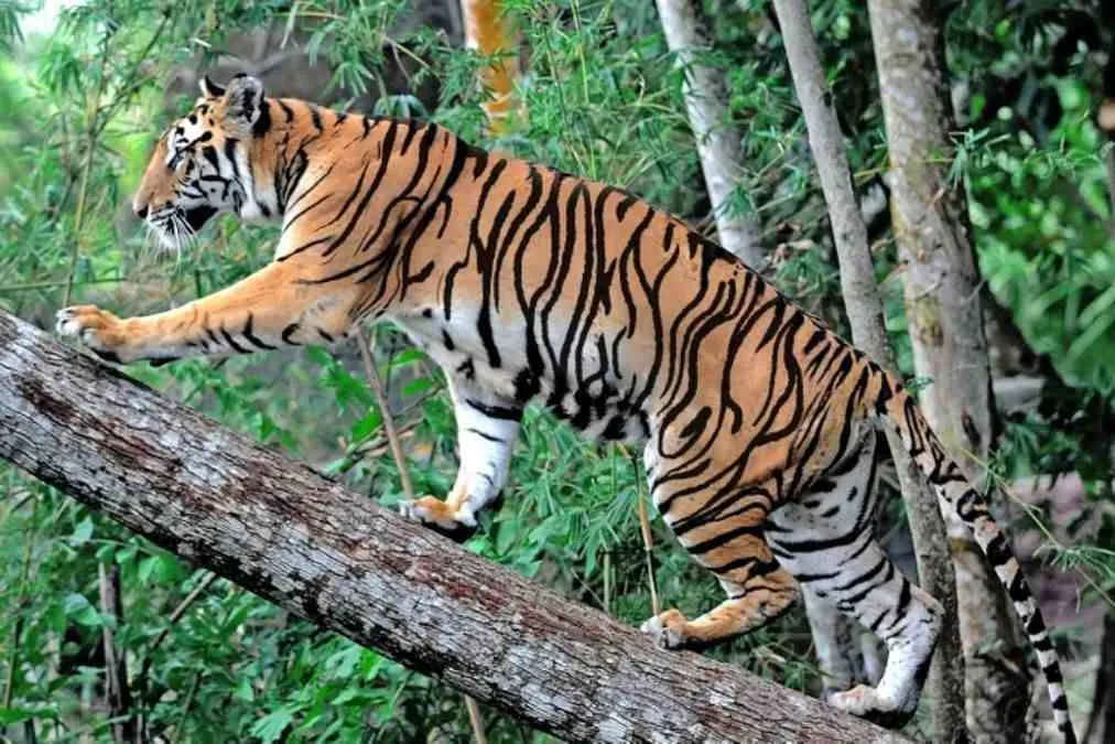 tiger