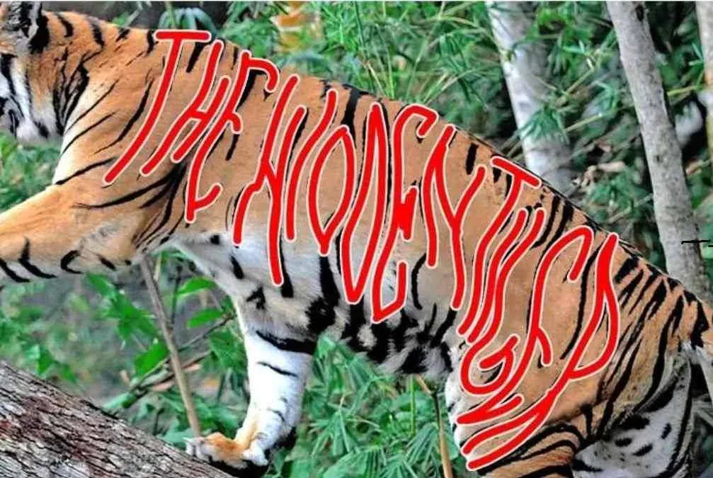 tigerq