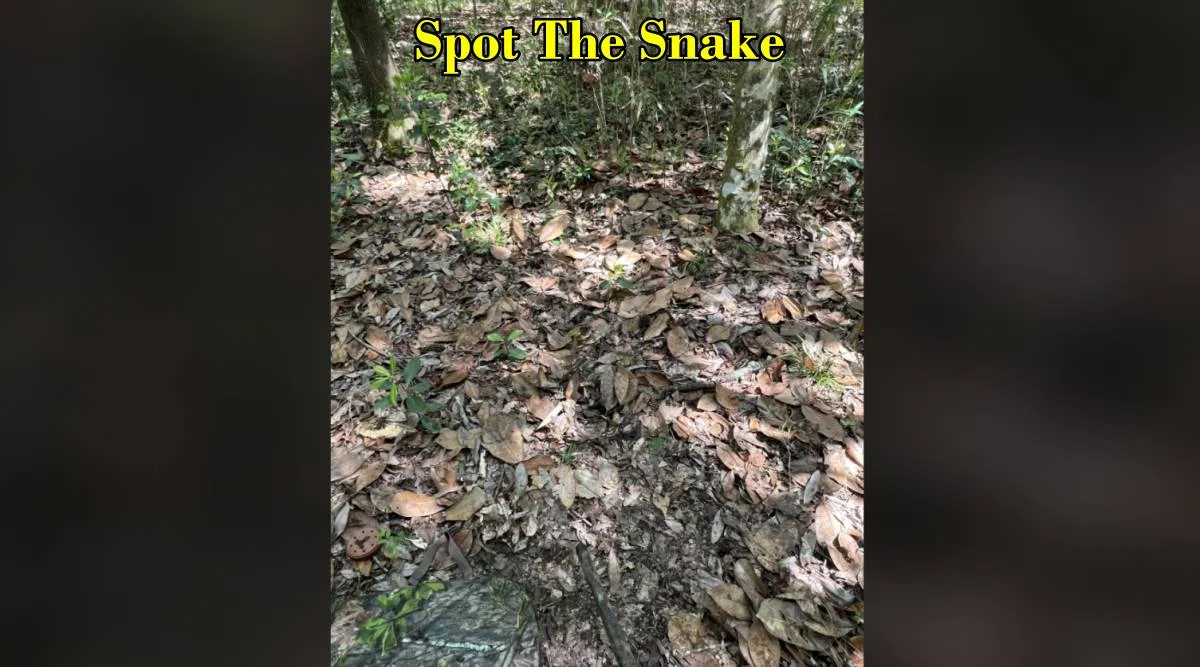 snake