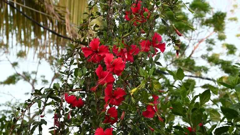 hibiscus
