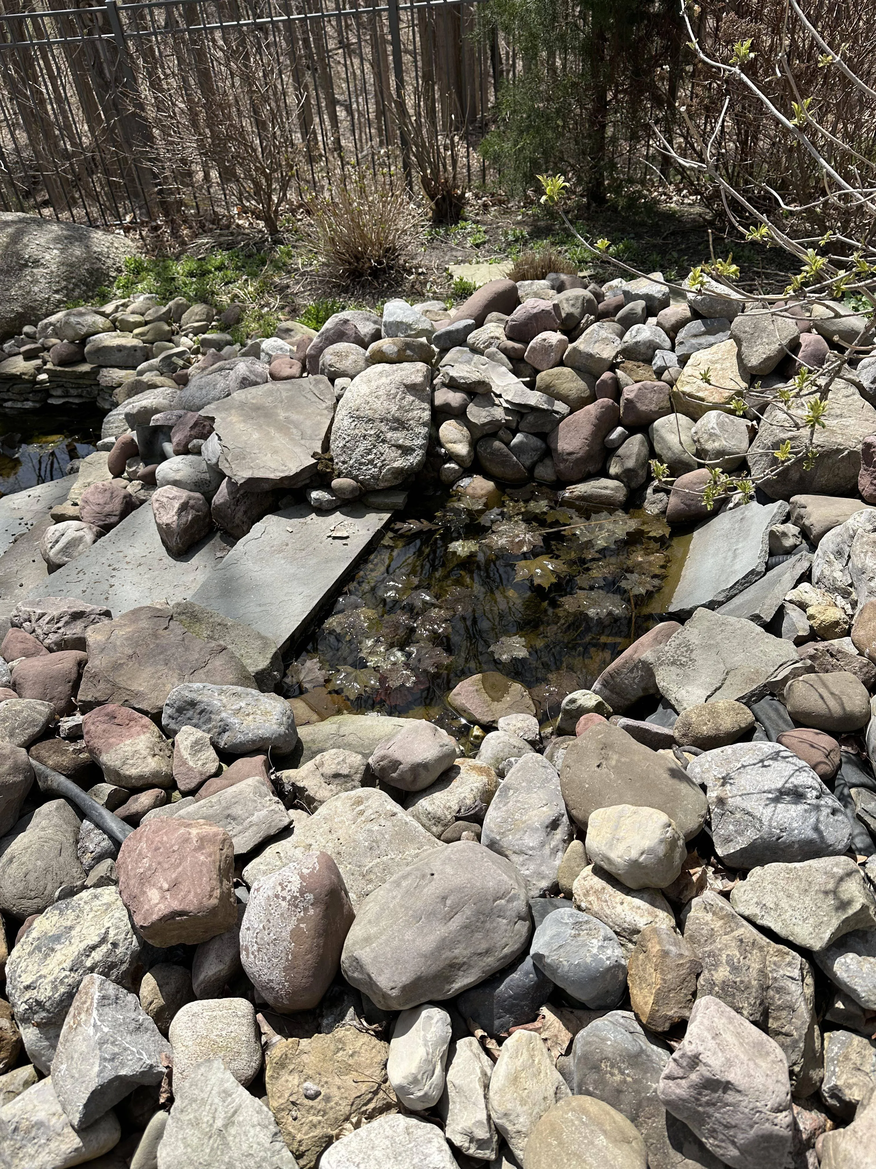 Water Snake