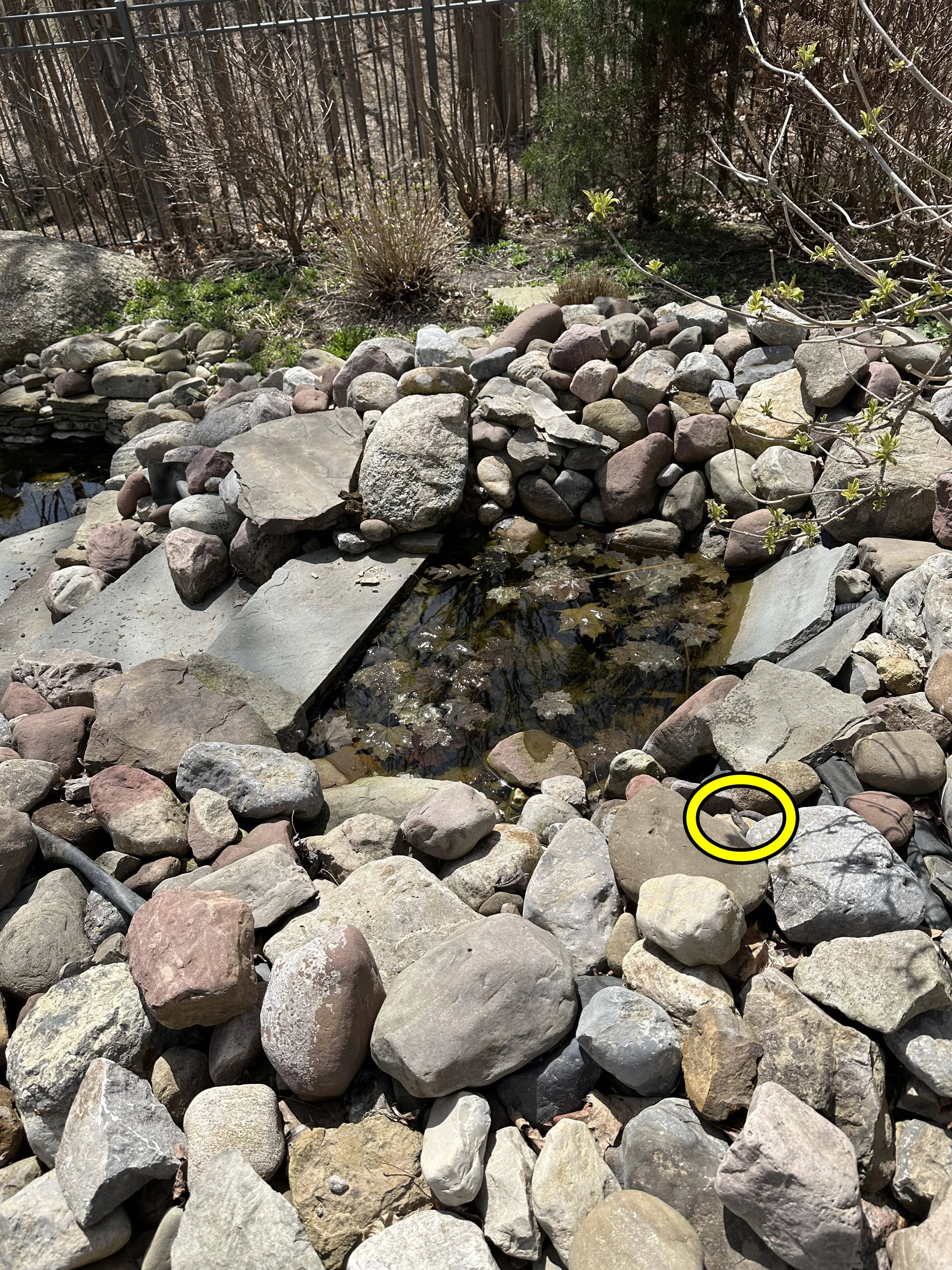 Water Snake