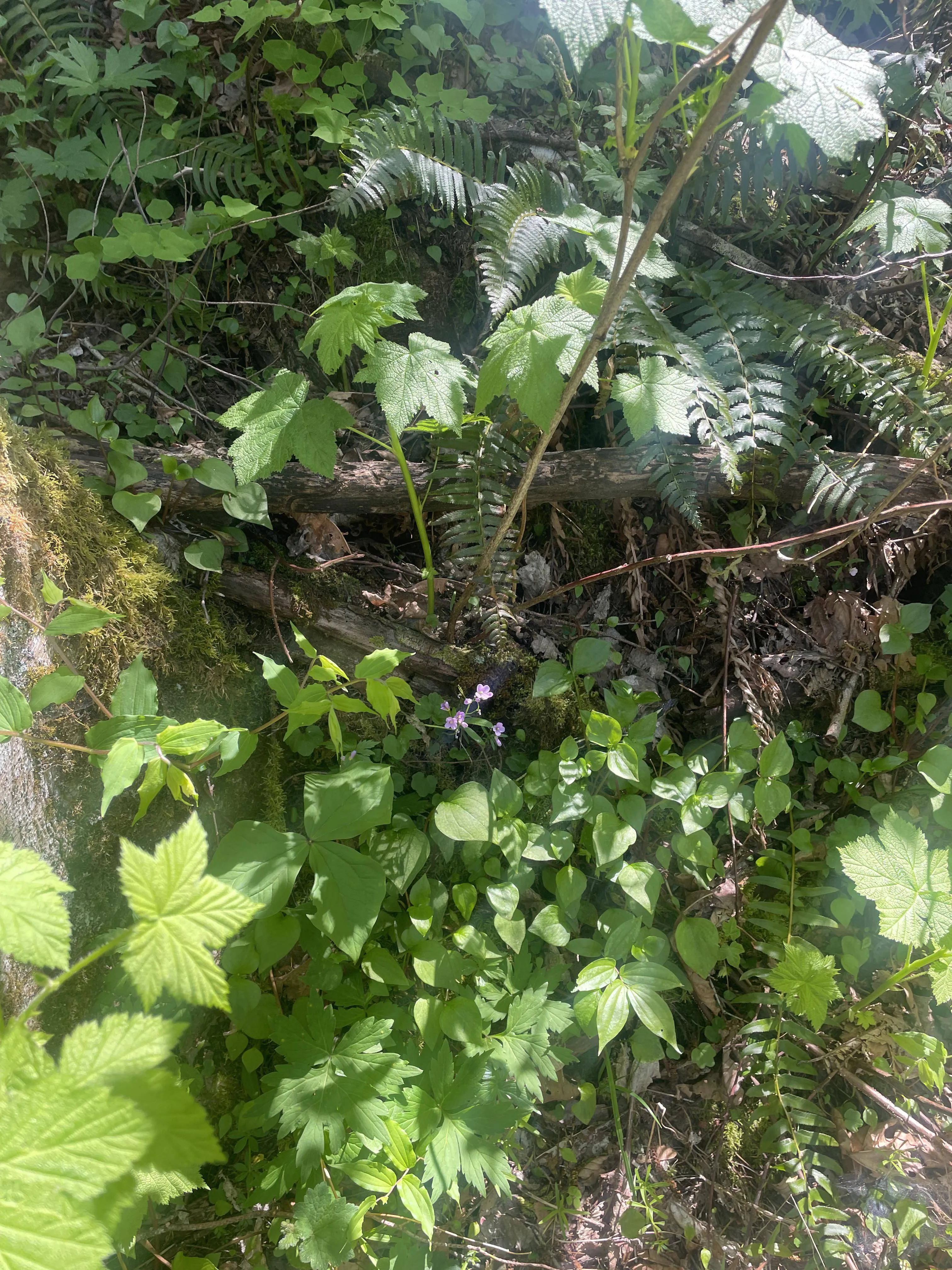 plant