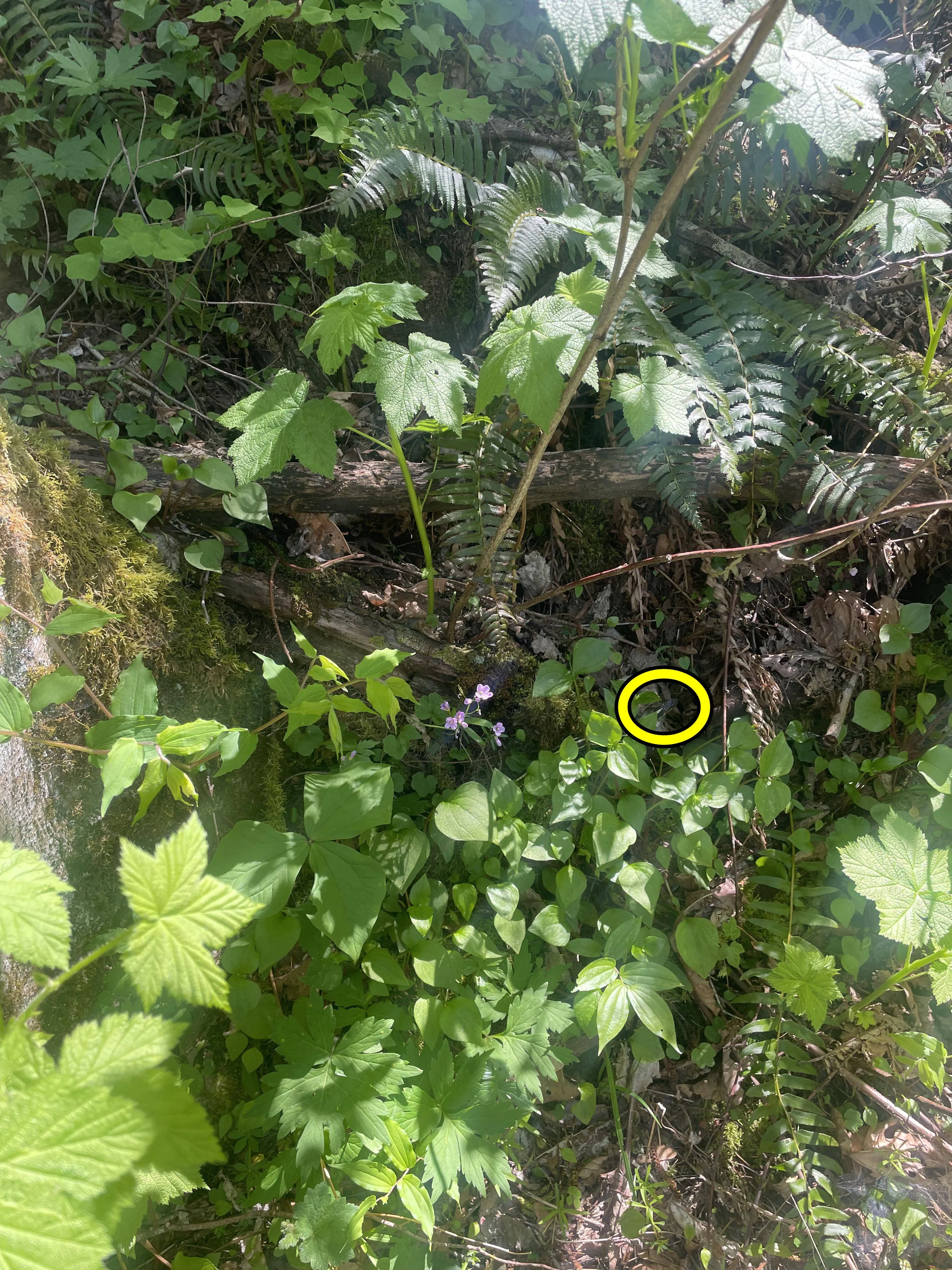 plant