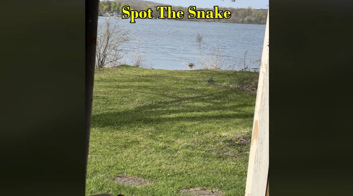 snake