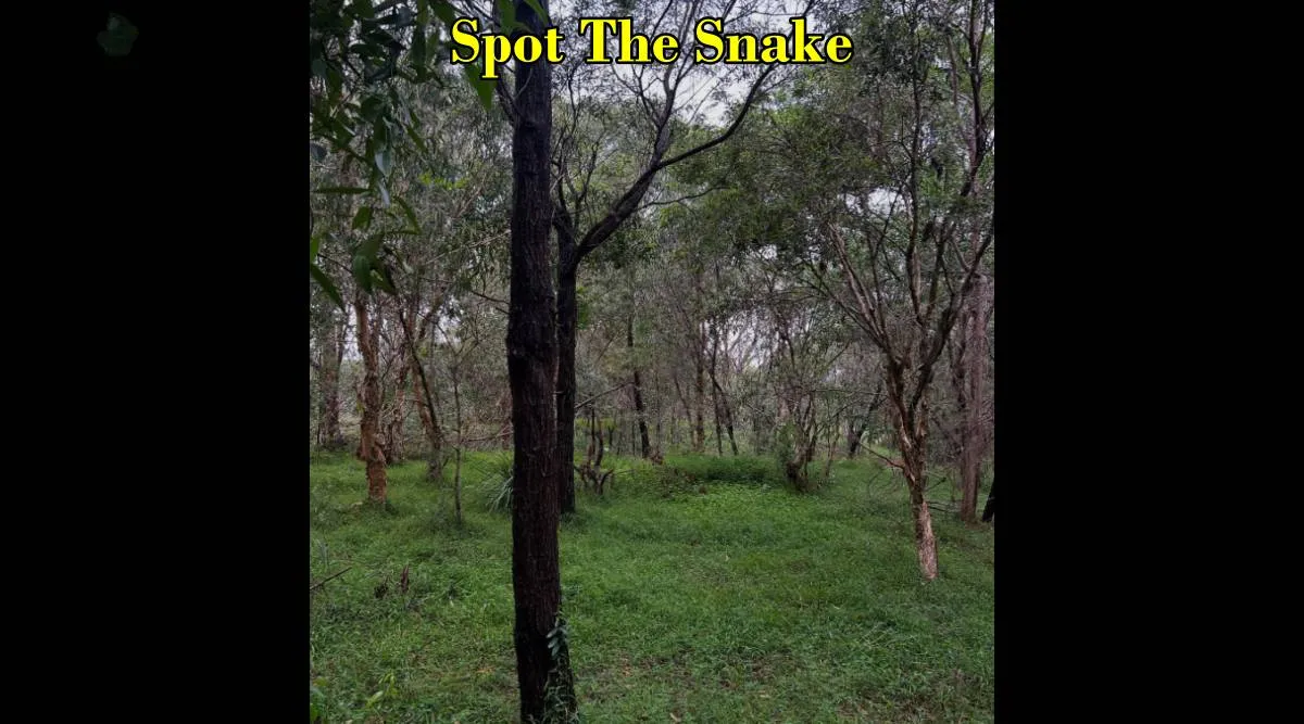 snake