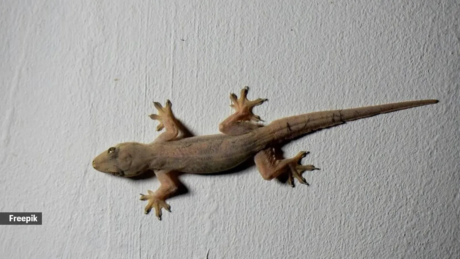 lizard
