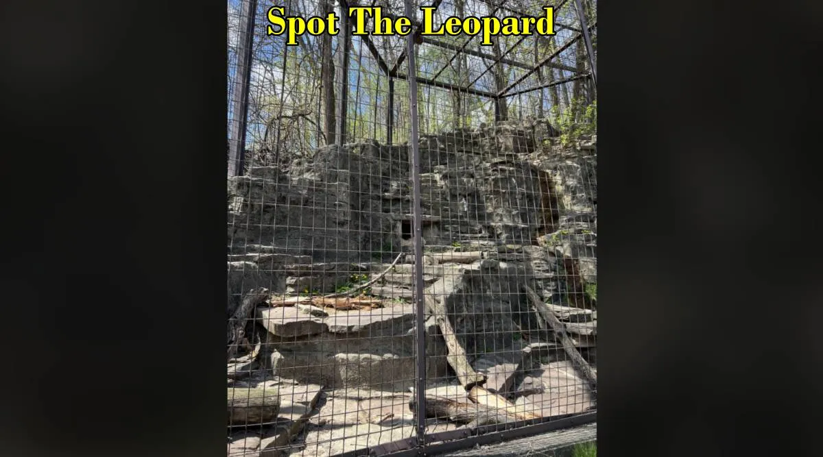 leopard