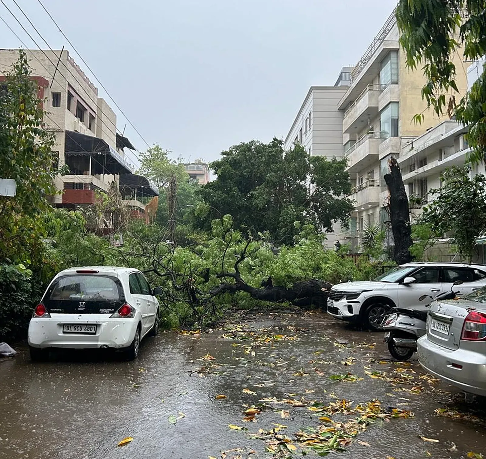 Delhi-Tree-3