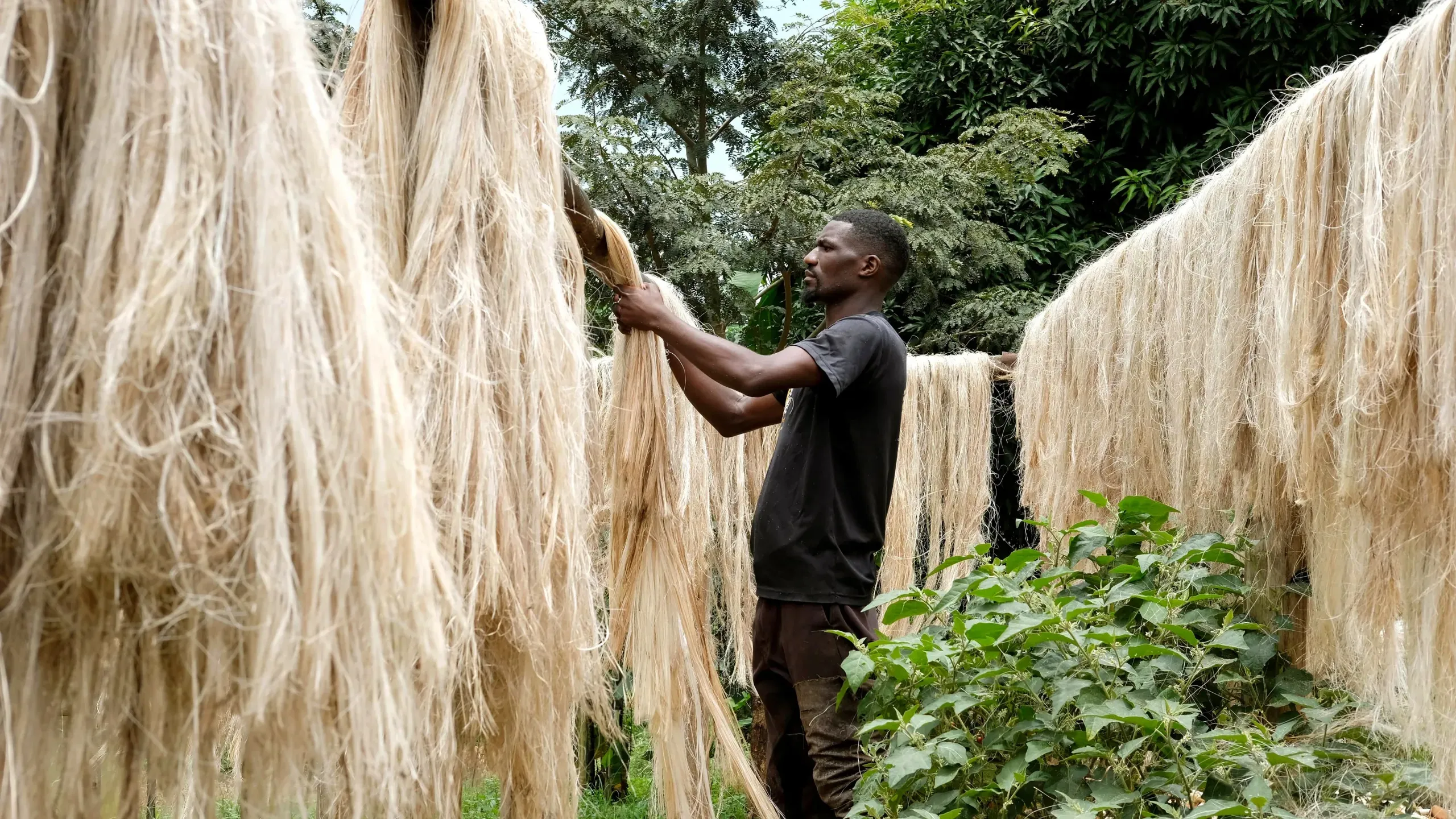 banana fiber