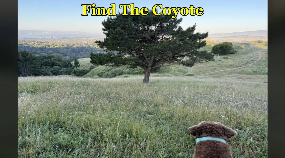 Coyote find