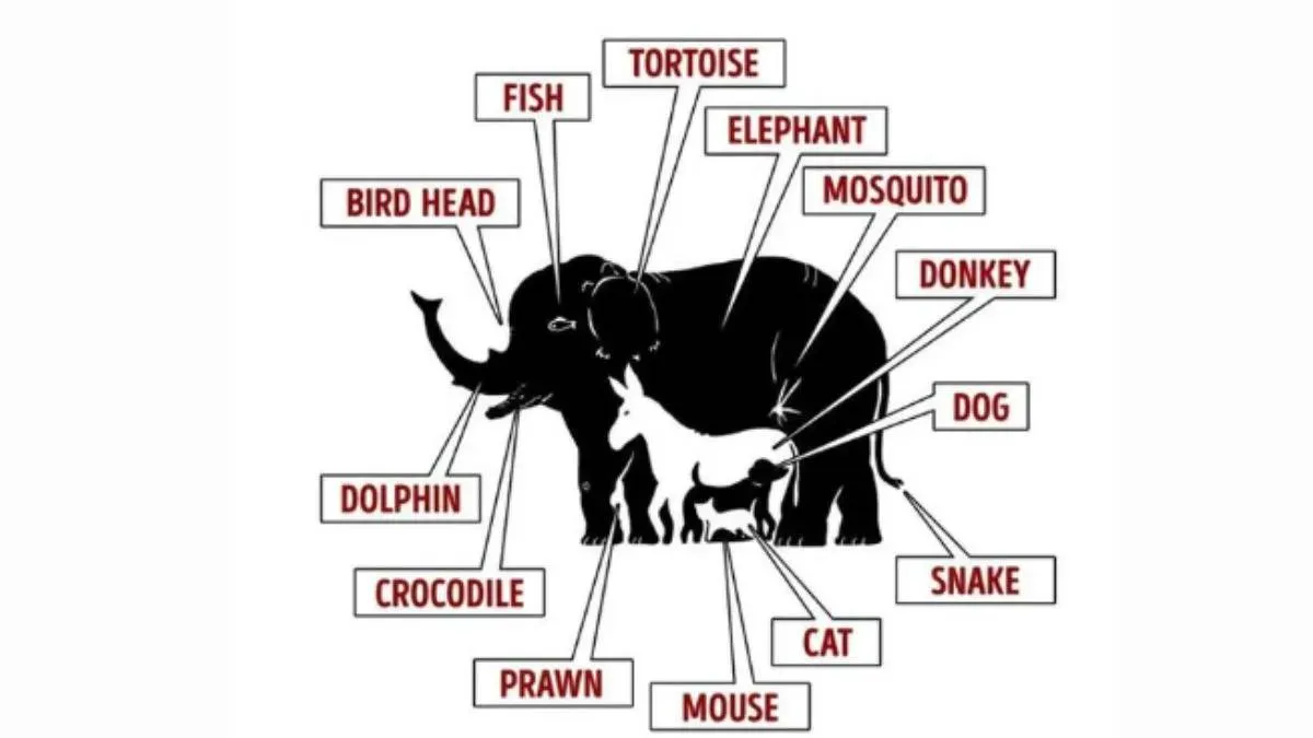 animal