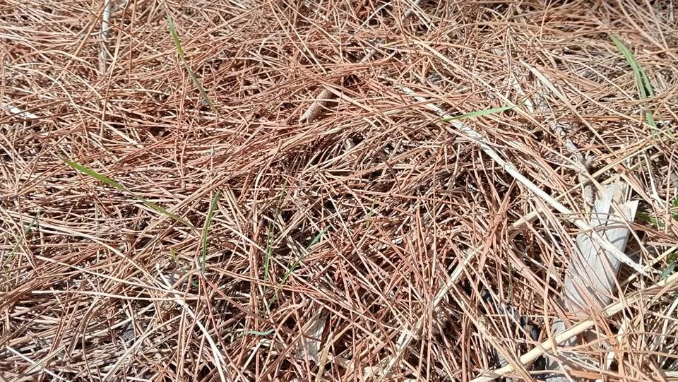 snake