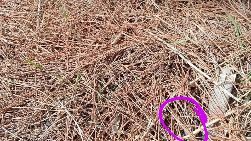 snake