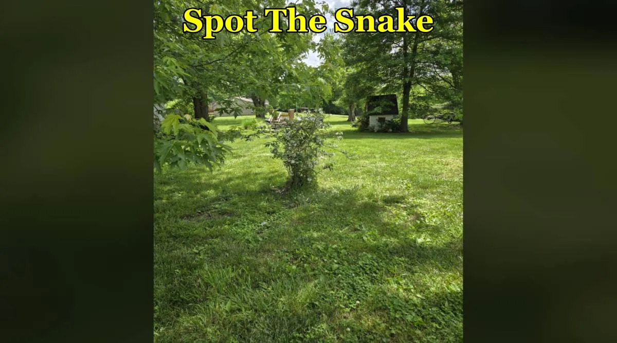 snake