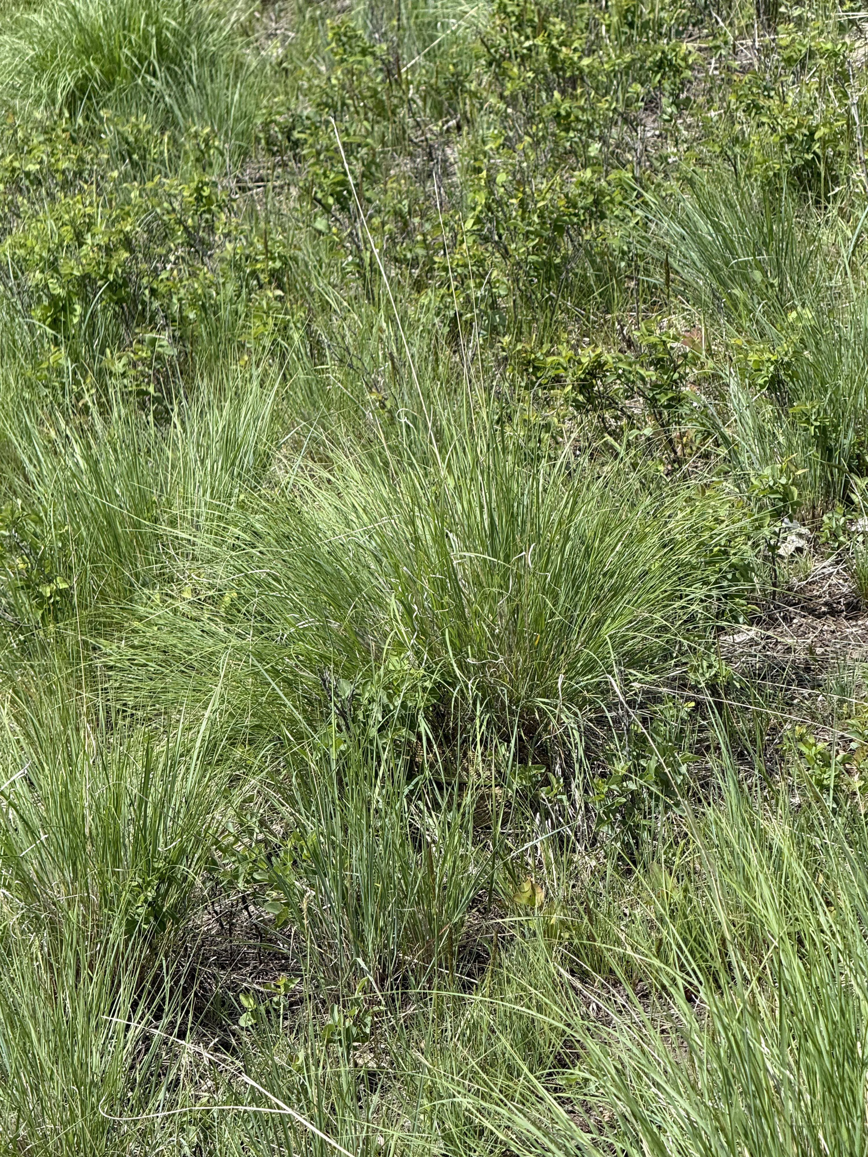 snake