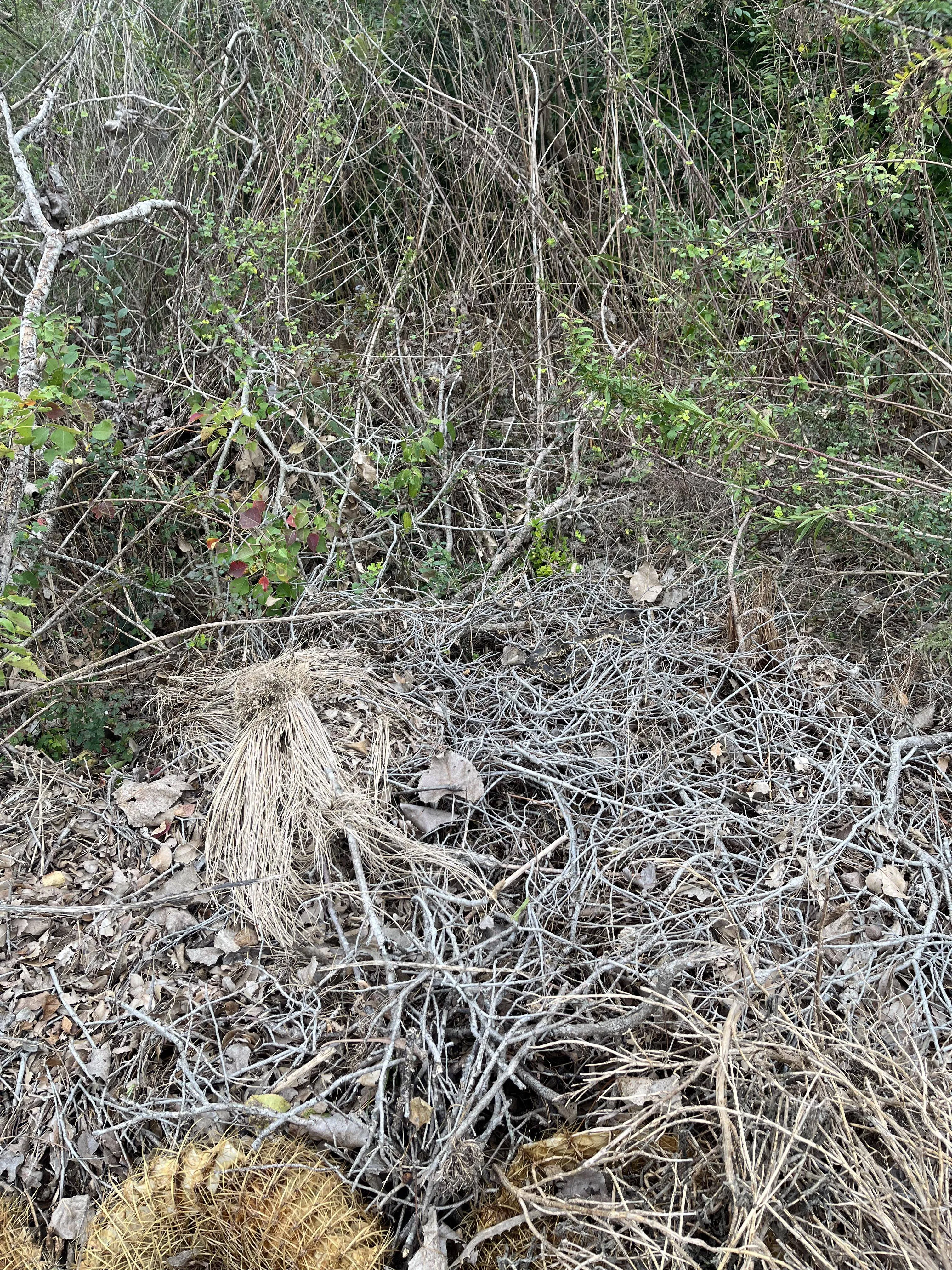 Snake bush