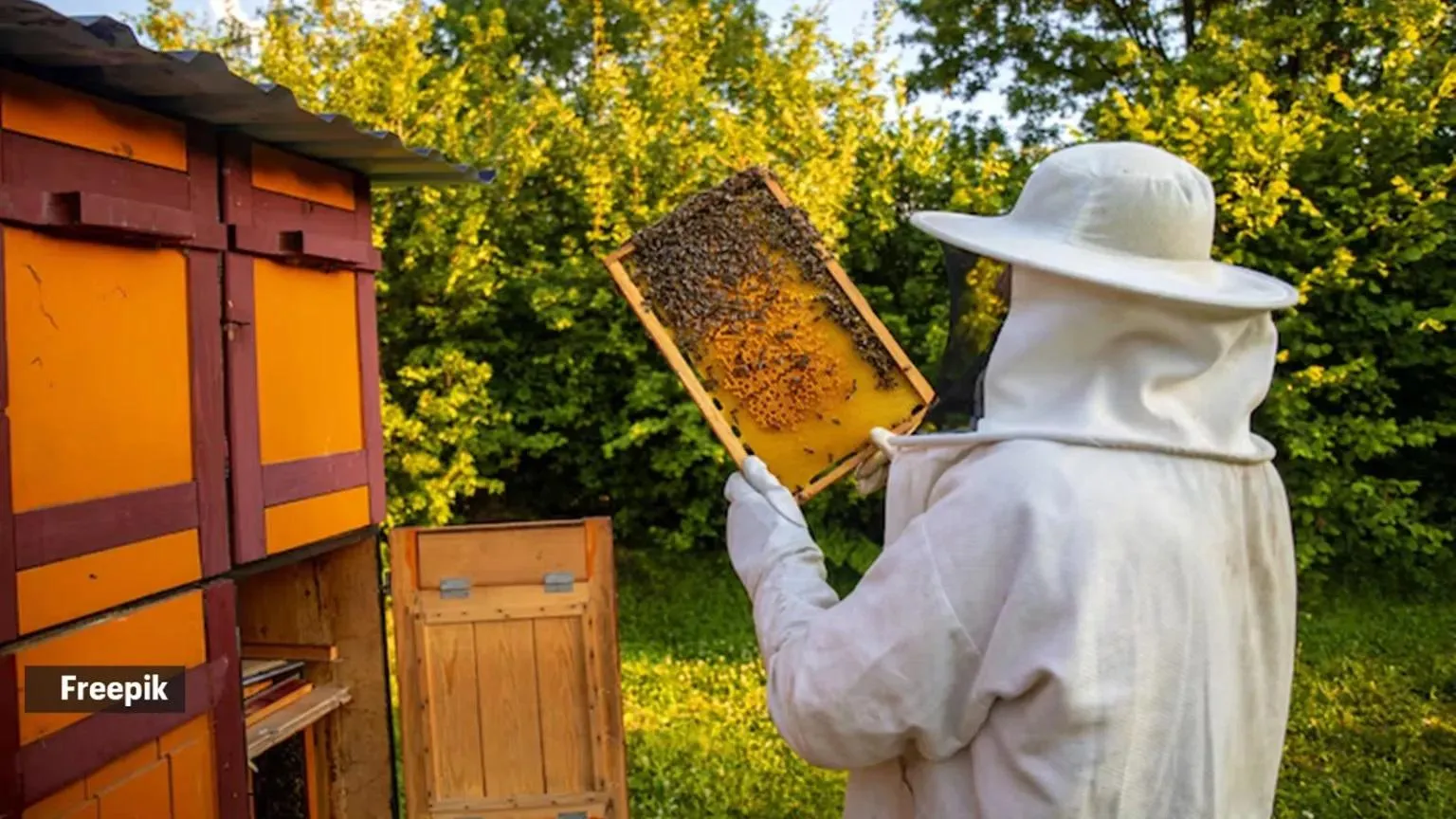 Bee Safe removal