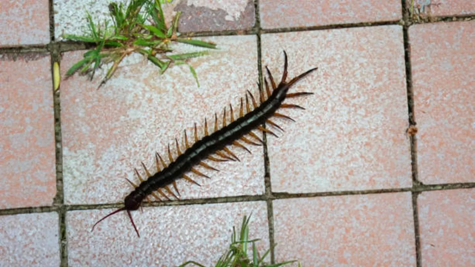 get rid of centipede 