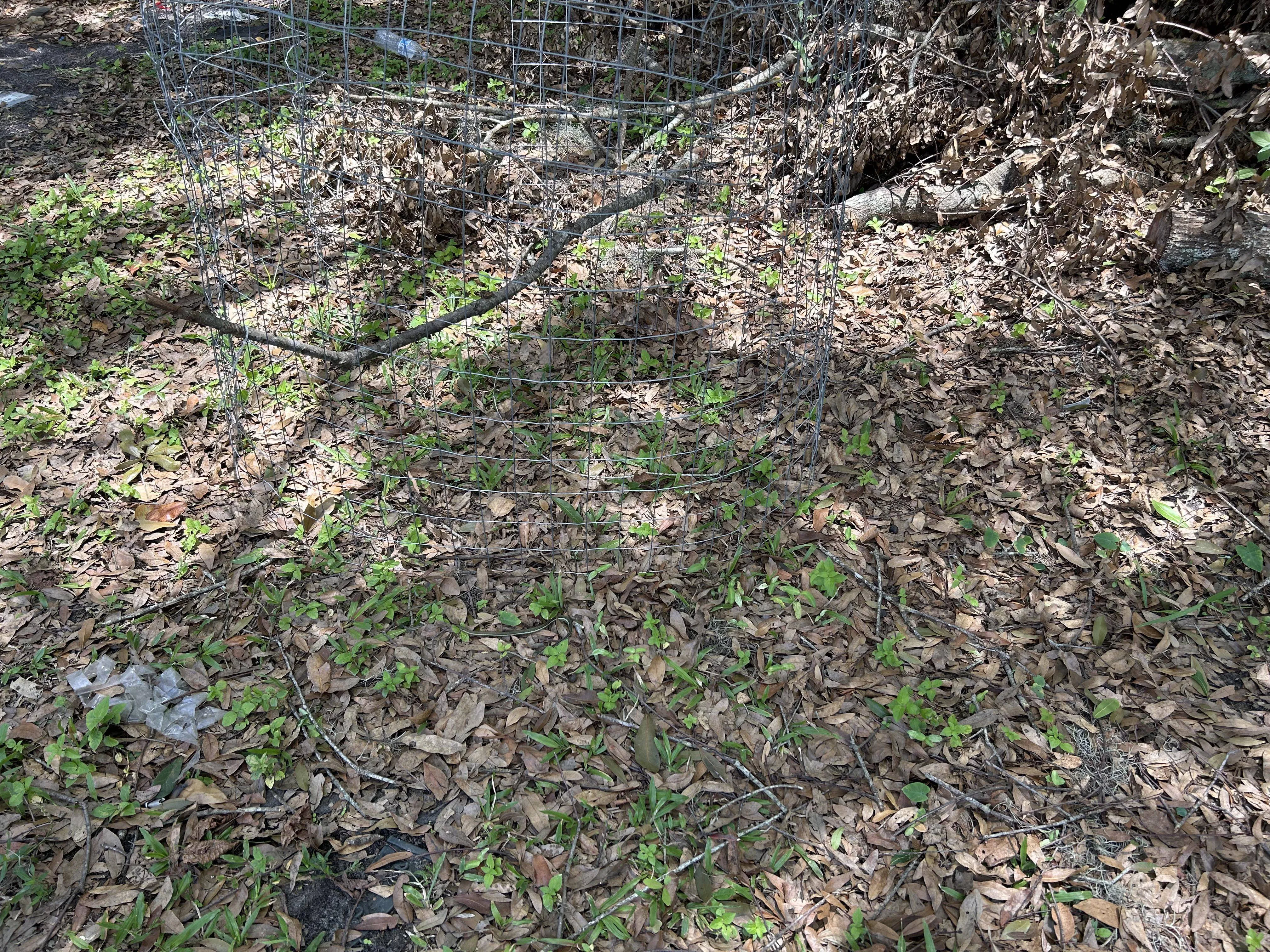 snake 