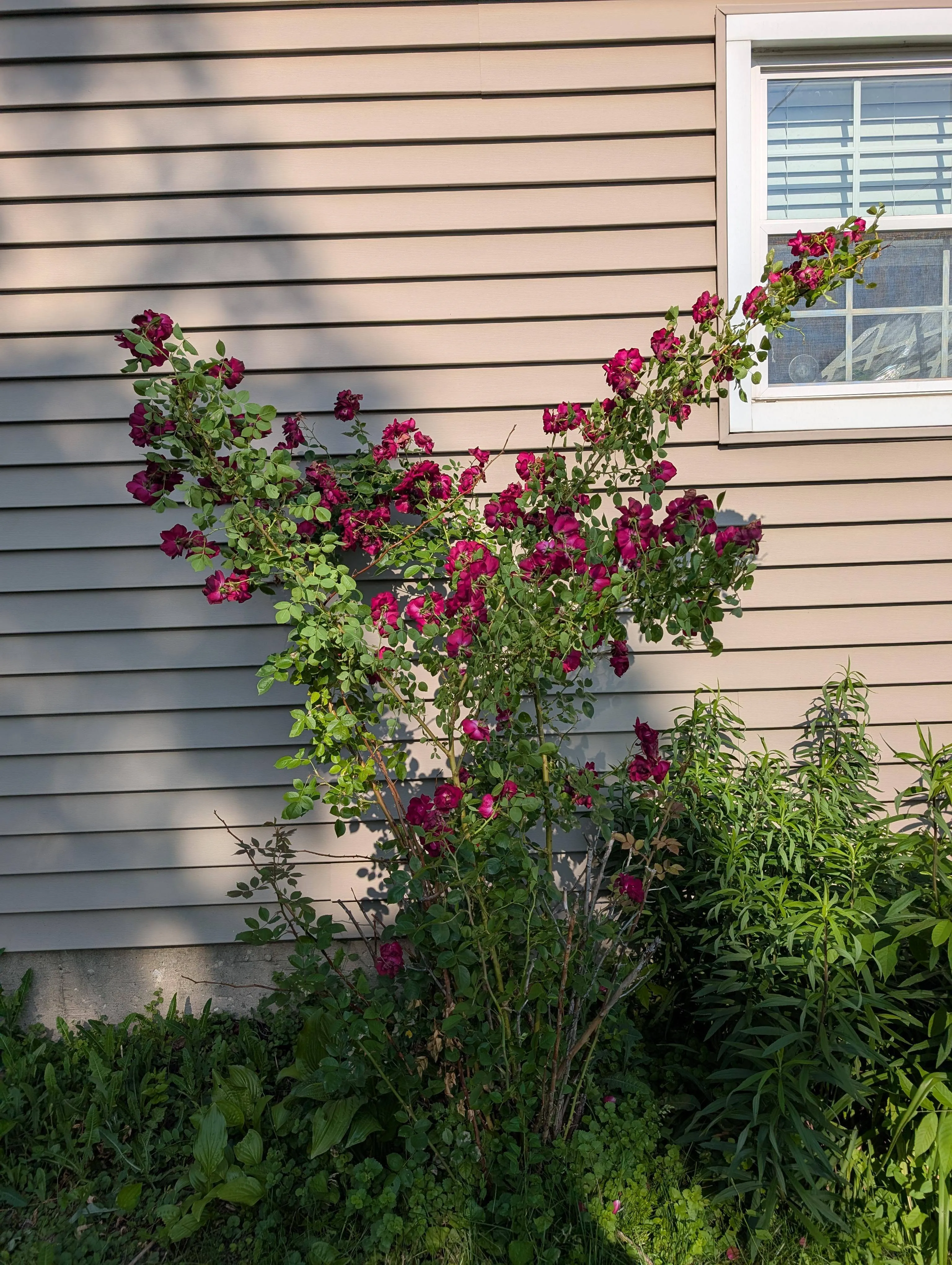 rose 