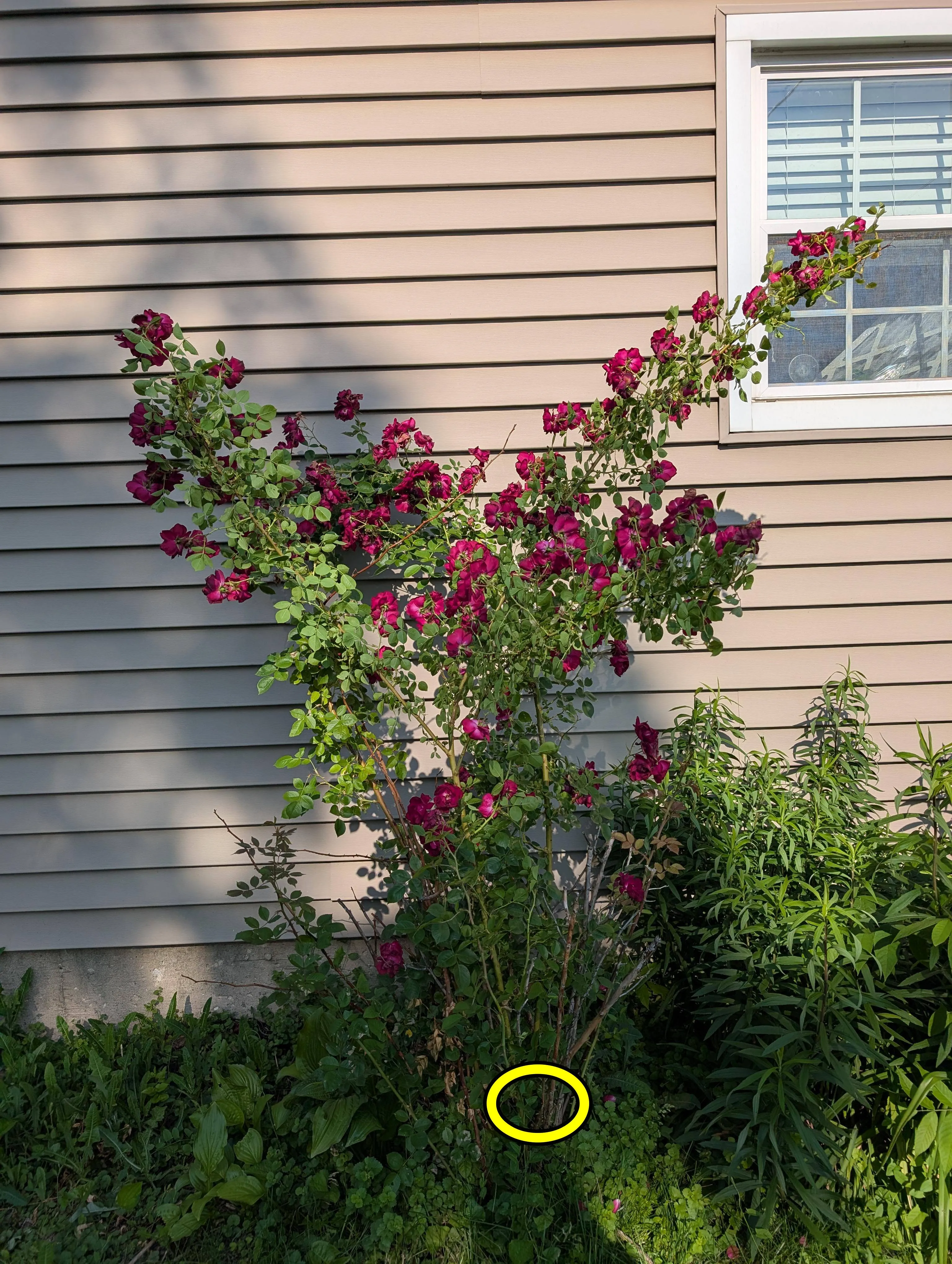 rose