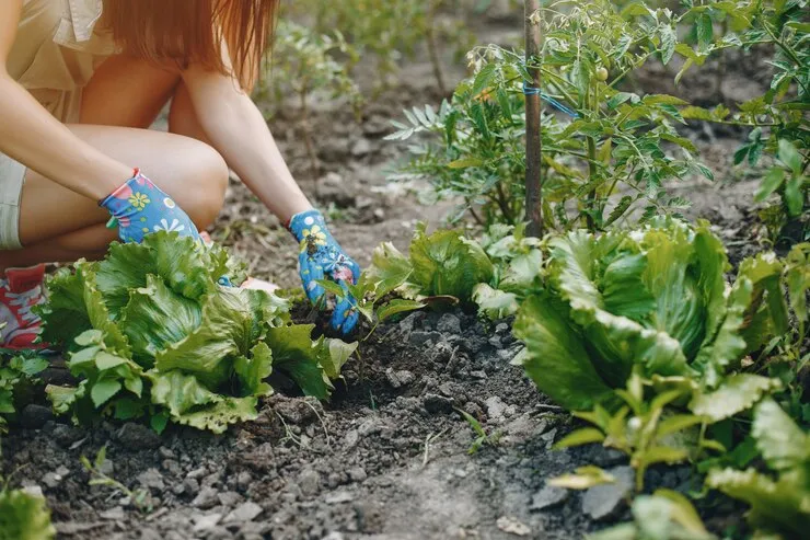 garden
